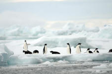 Social Adelie penguins