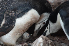 Caring Couple