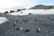 Chinstrap penguins on beach