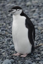 Chinstrap close-up
