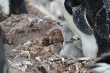 Chicks in Nest