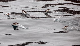 Porpoising Chinstrap penguins