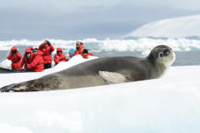 Leopard Seal