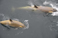 Orca "Killer" Whales