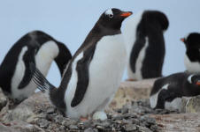 Gentoo penguins