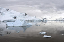 Icebergs in Paradise