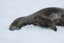 Weddell Seal