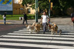 Dog Crosswalk