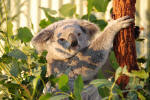 Cute Koala