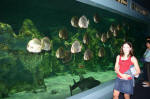 Sydney Aquarium