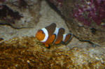 How to Find Nemo!
