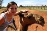 Proud Camel