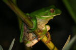 Green Tree Frog