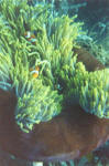 Which one is Nemo?