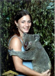 Cuddly Koala