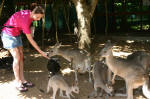 More Kangaroos
