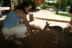 Baby Roo