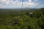 Rainforest Canopy