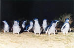 Fairy Penguins