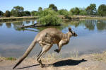 Hopping Kangaroo!