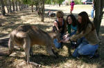 Feeding the Roo