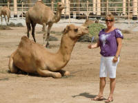 Dromedary Camel