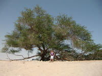 Tree of Life
