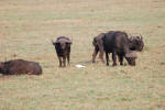 More Buffalo