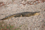 Crocodiles