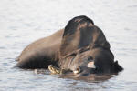Dead Elephant Being Eaten