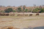 Herd of Elephants