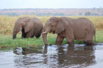Elephants in Water