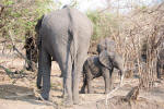 Baby Elephant