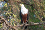 African Fish Eagle