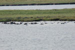 Pod of Hippos