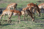 Impala