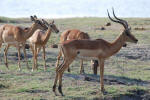 Impala with Horns