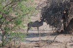 Kudu