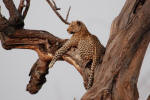 Leopard in Tree