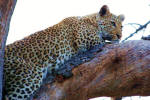 Leopard Close-up