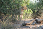 First View of Lion