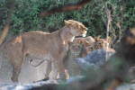 Lion with Cubs