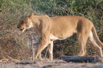 Moving Lion