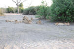 Pride of Lions