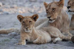 Regal Lions