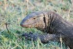 Water Monitor Lizard