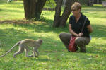 Vervet Monkey