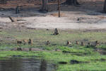 Baboons