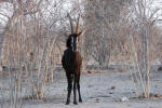 Sable Antelope