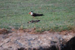 African Skimmer